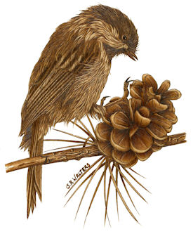 Sue Walters Pyrography Lesson CD - #2 Chickadee & Pine Tree