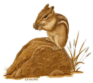 Sue Walters Pyrography Lesson CD - #3 Chipmunk, Rock & Grass