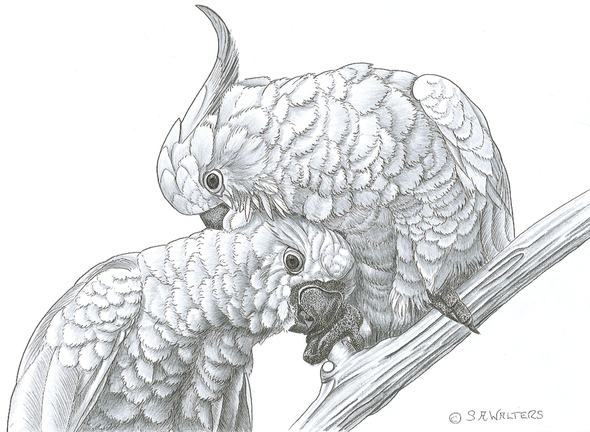 Wildlife Patterns – Sue Walters Pyrography