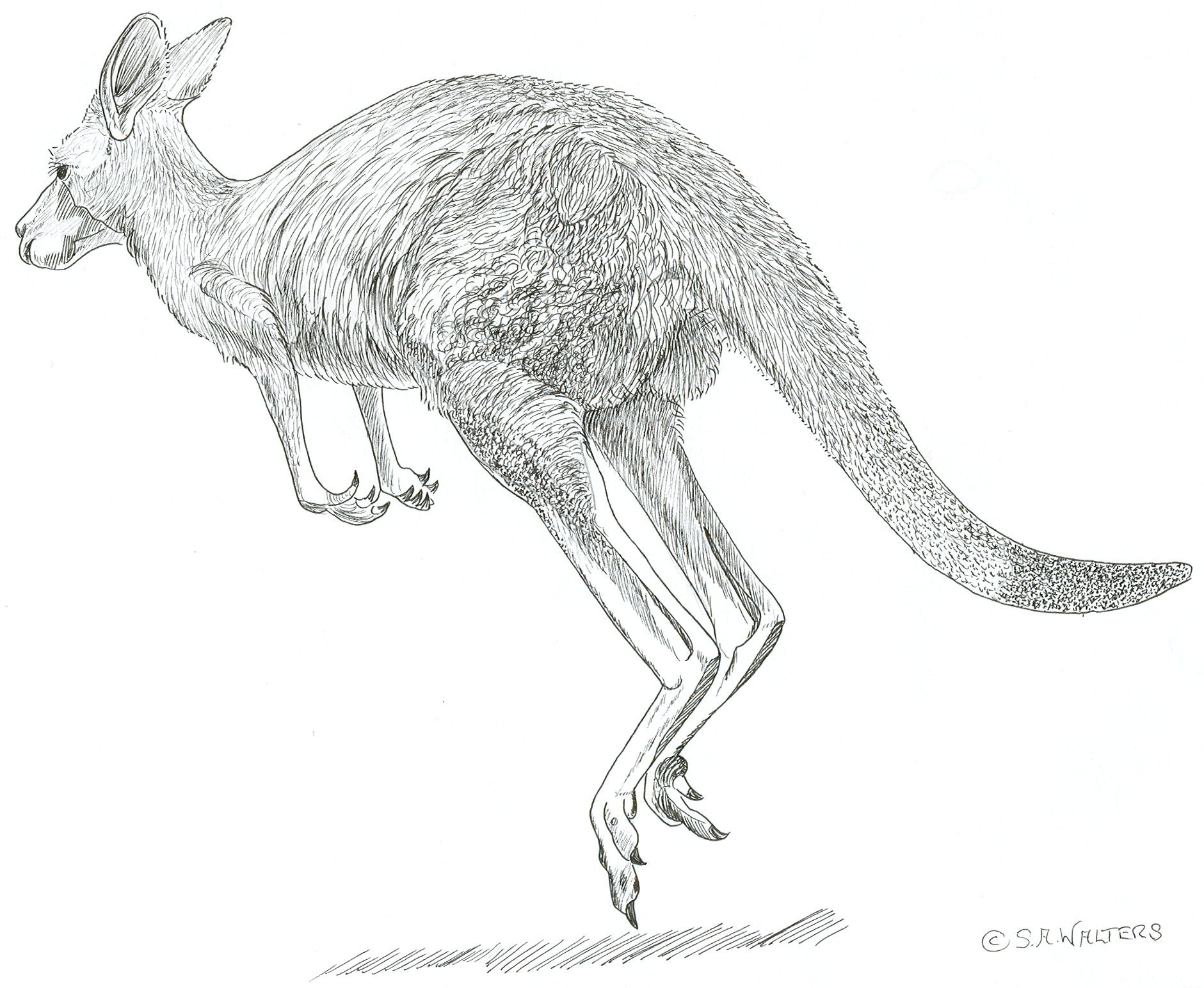 Wildlife Patterns – Sue Walters Pyrography