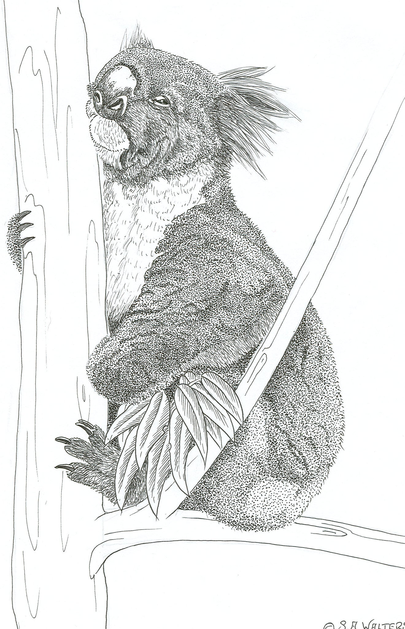 Wildlife Patterns – Sue Walters Pyrography