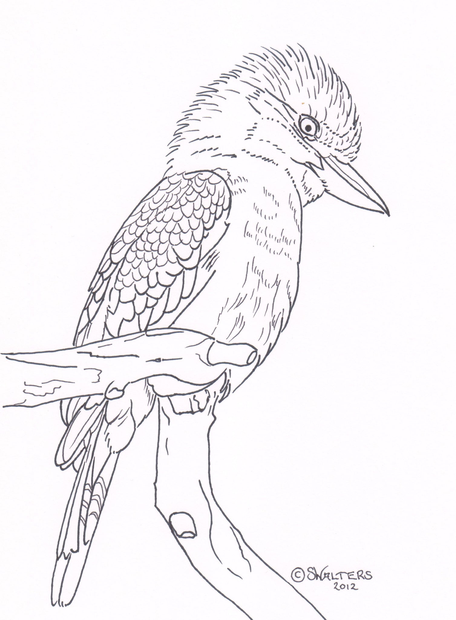 Australian Wildlife Patterns – Sue Walters Pyrography