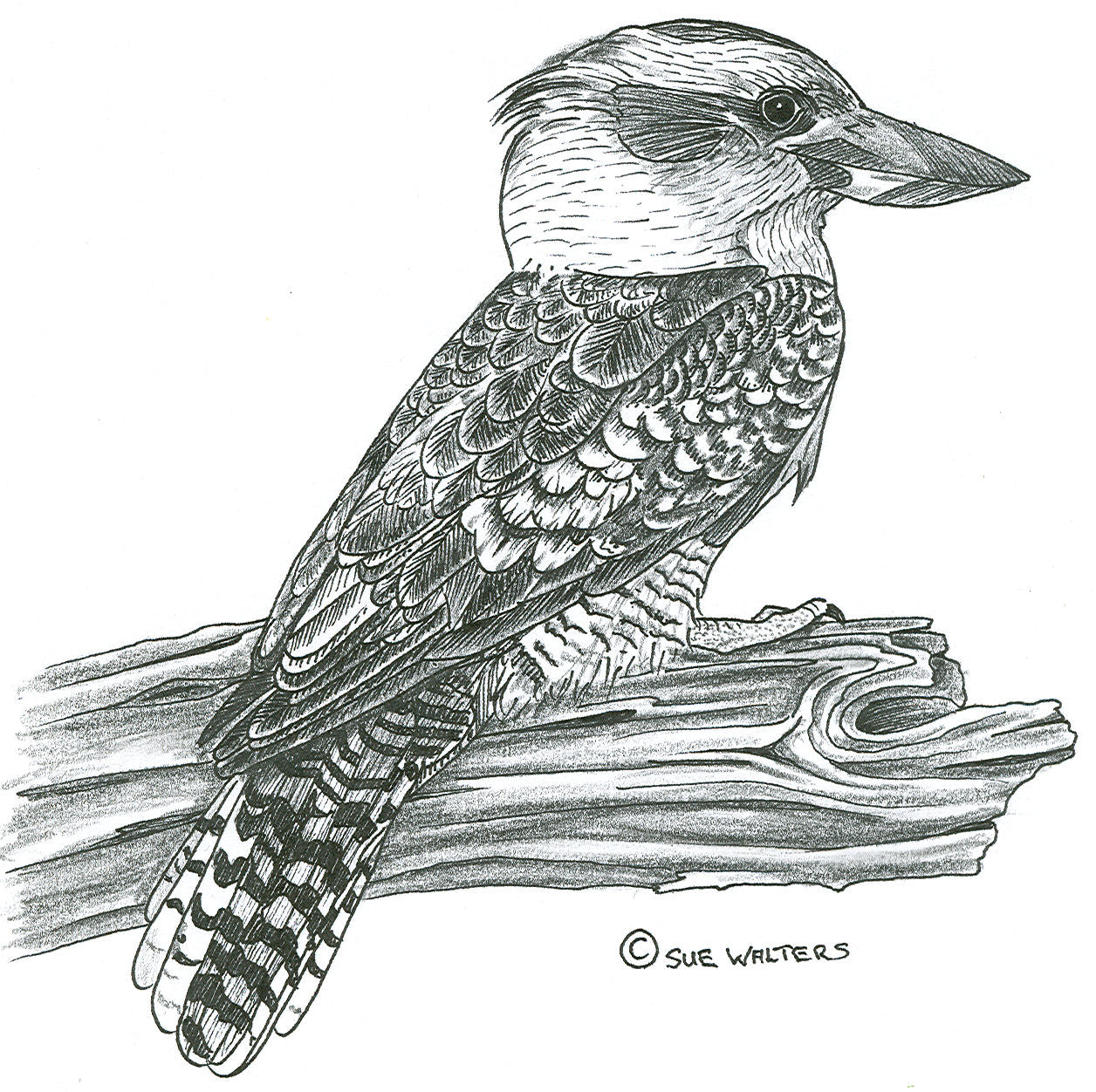 Wildlife Patterns – Sue Walters Pyrography