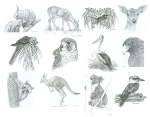 Wildlife Patterns