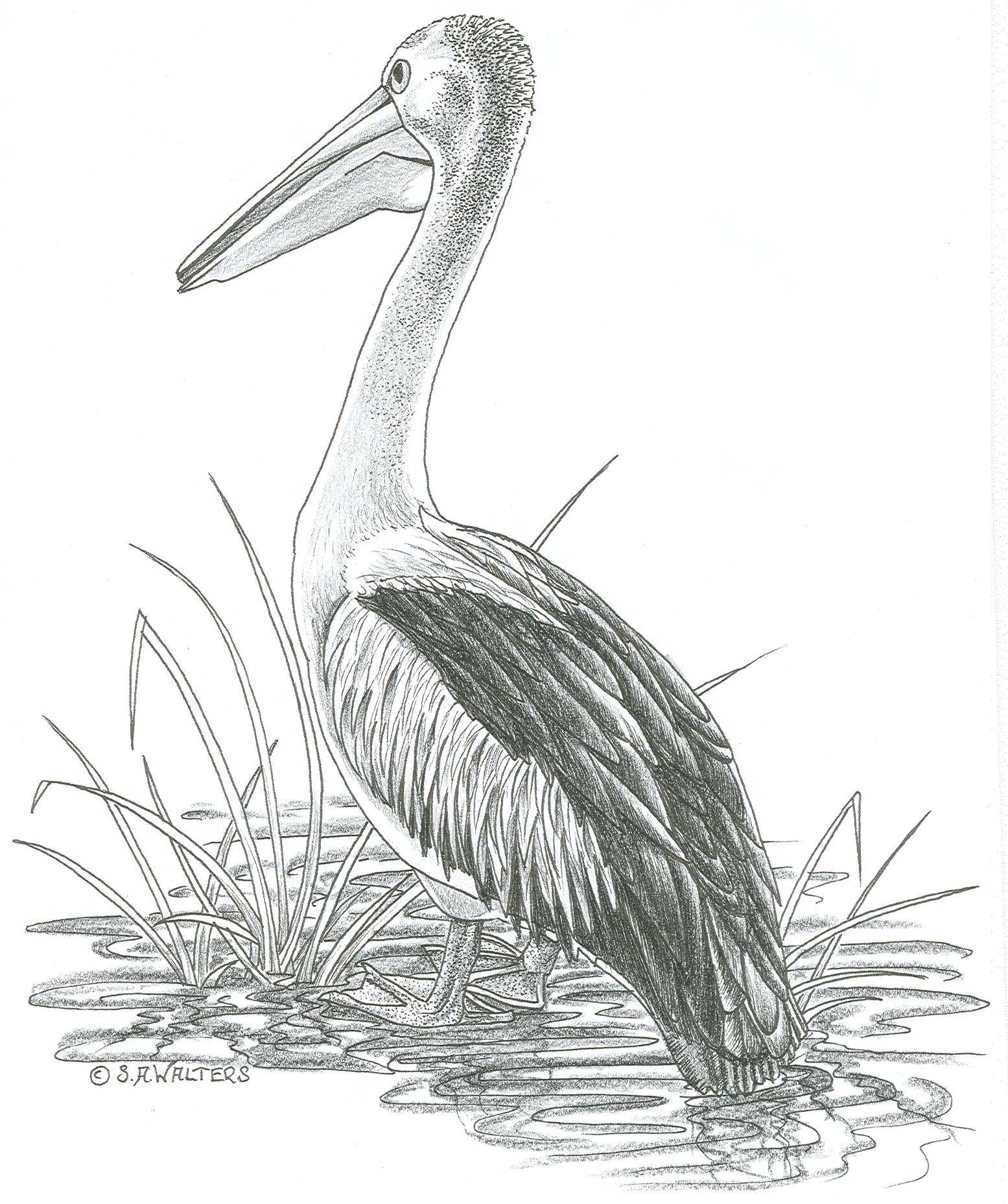 Wildlife Patterns – Sue Walters Pyrography