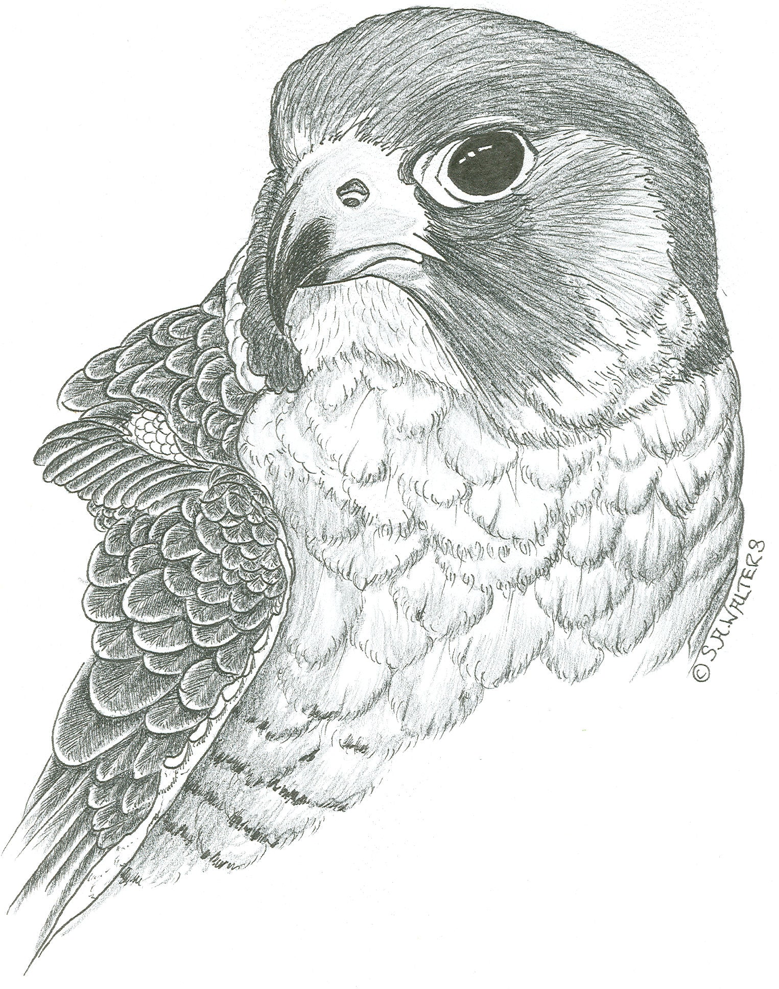 Wildlife Patterns – Sue Walters Pyrography