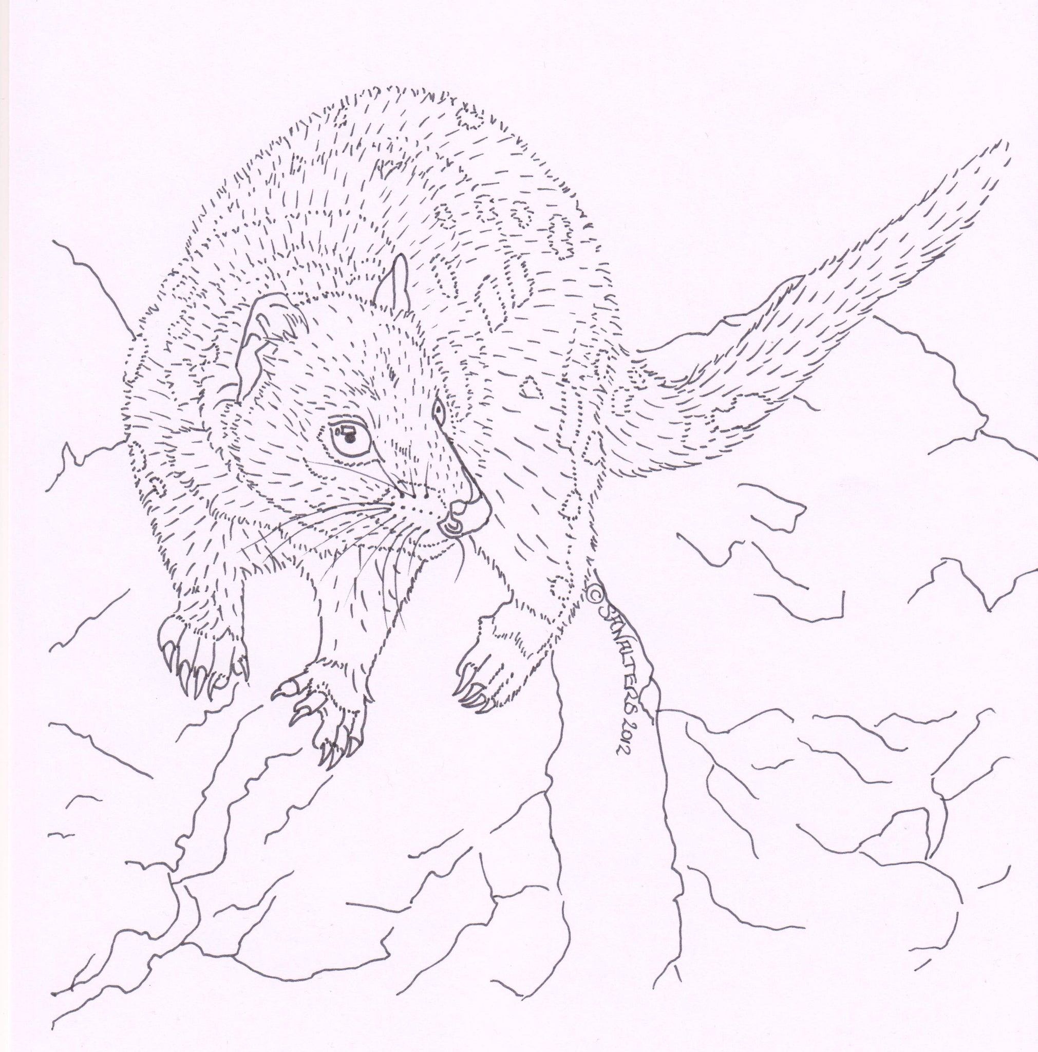 Australian Wildlife Patterns – Sue Walters Pyrography