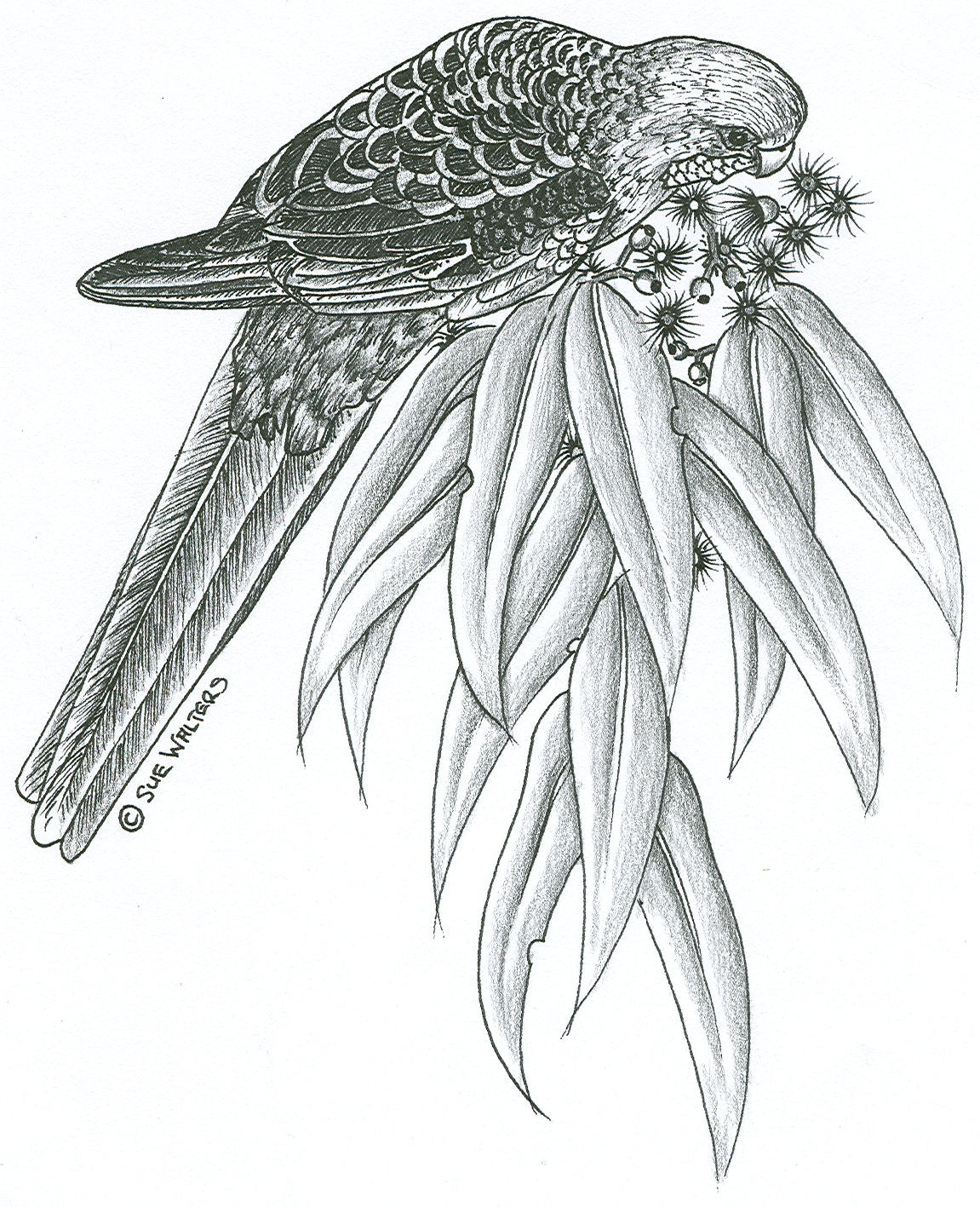 Wildlife Patterns – Sue Walters Pyrography