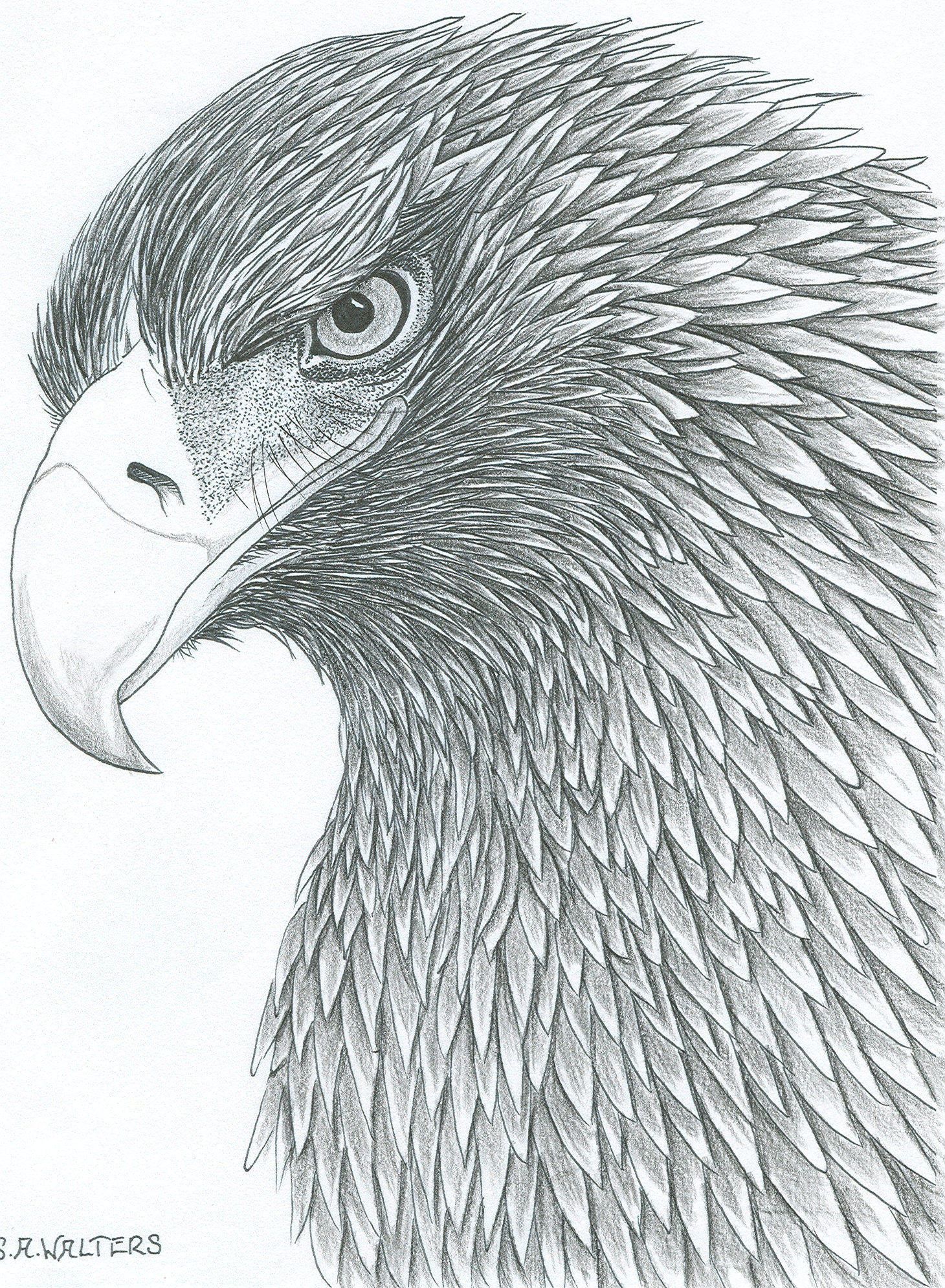 Wildlife Patterns – Sue Walters Pyrography