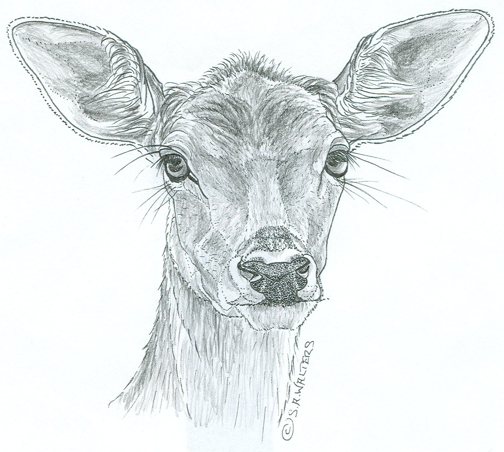 Wildlife Patterns – Sue Walters Pyrography