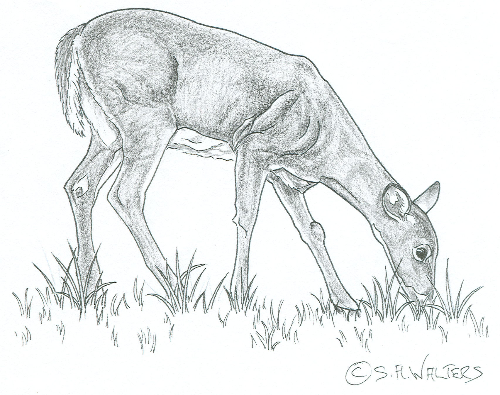 Wildlife Patterns – Sue Walters Pyrography